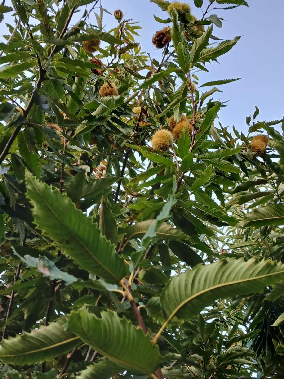 Terra Vitale Cava deʼ Tirreni Εξωτερικό φωτογραφία